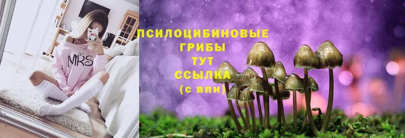 Псилоцибиновые грибы Psilocybe  Луза 